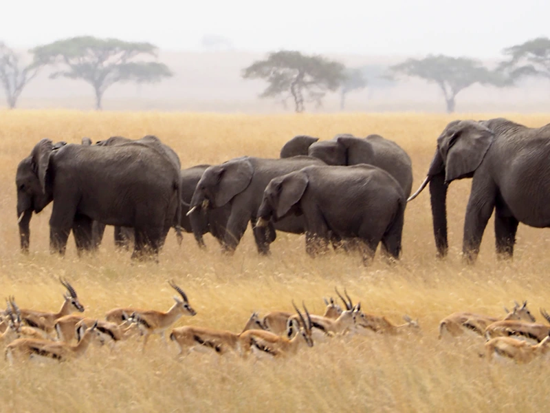 Elefantenherde in der Serengeti