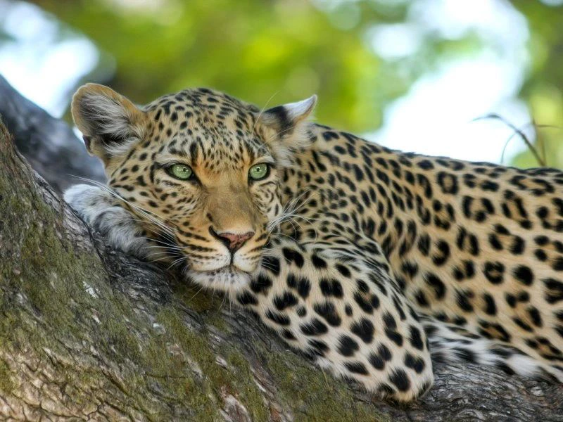Leopard in Tansania