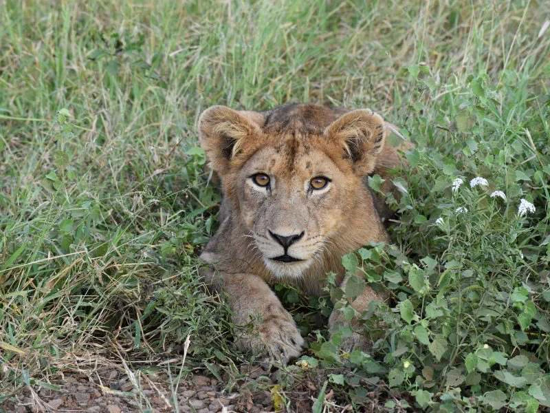 Löwe in der Serengeti