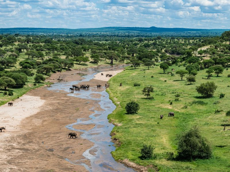 Fluss und grüne Bäume im Lake Manyara Nationalpark