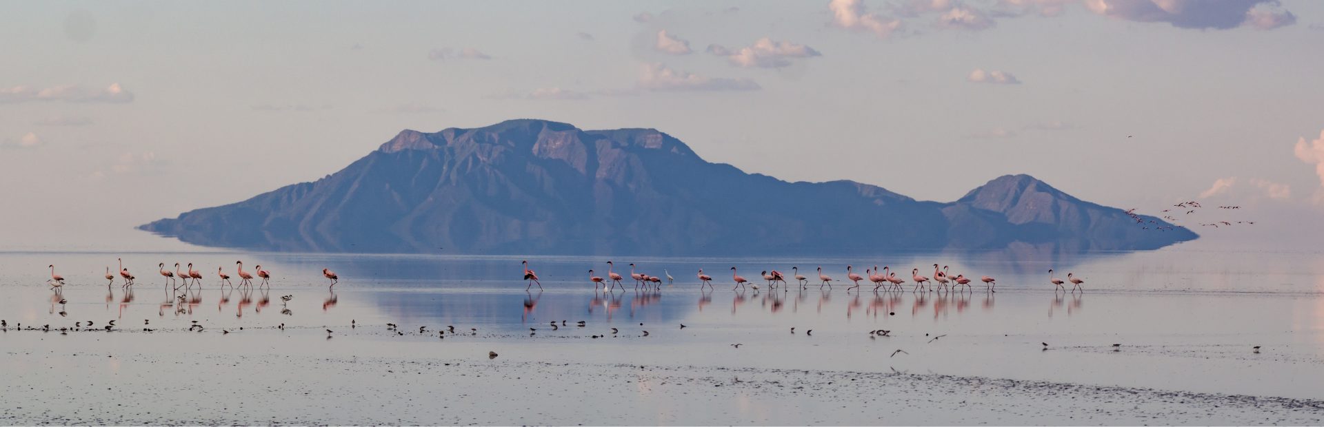 Lake Natron Vögel in Tansania