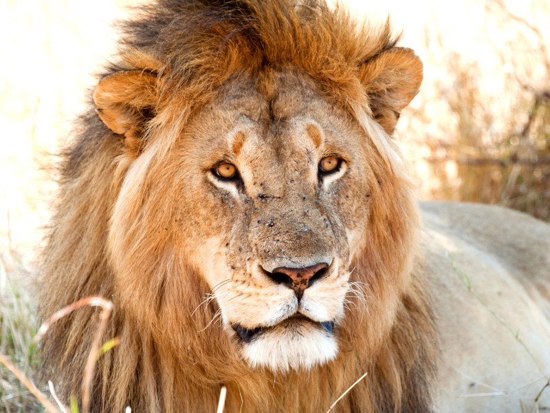 Löwe in der Serengeti Tansania