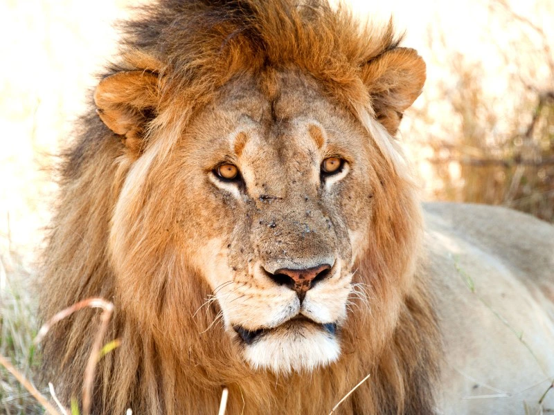 Löwe in der Serengeti