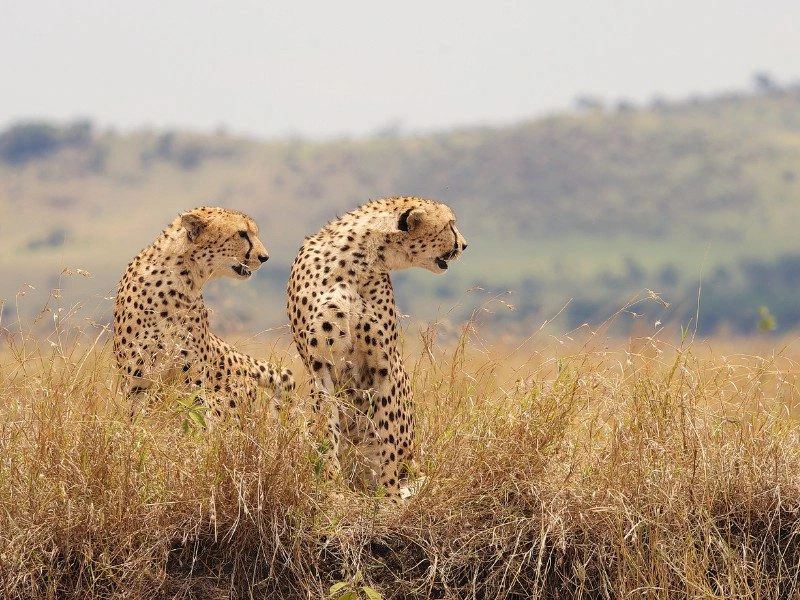 Leoparden in der Savanne von Tansania