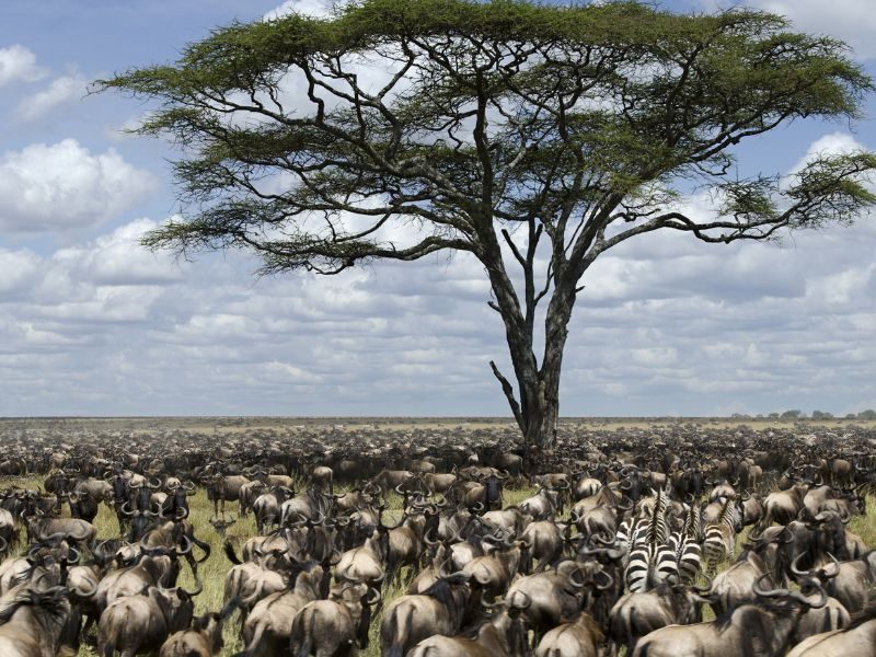Große Migration Serengeti Tansania