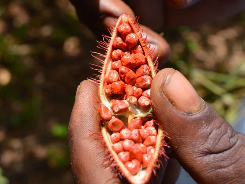 Gewürzplantage auf Sansibar