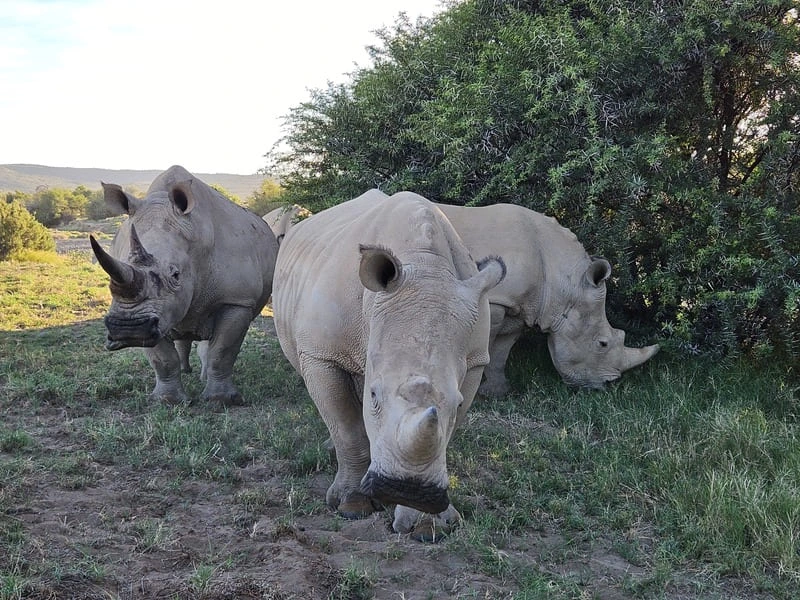 Breitmaulnashörner in Kenia