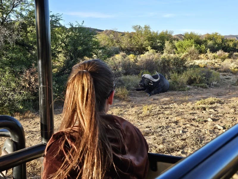 Kaffernbüffel in Kenia