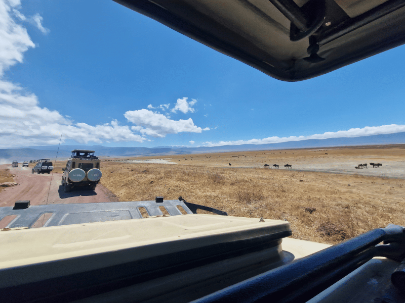 Im Safarijeep Tansania