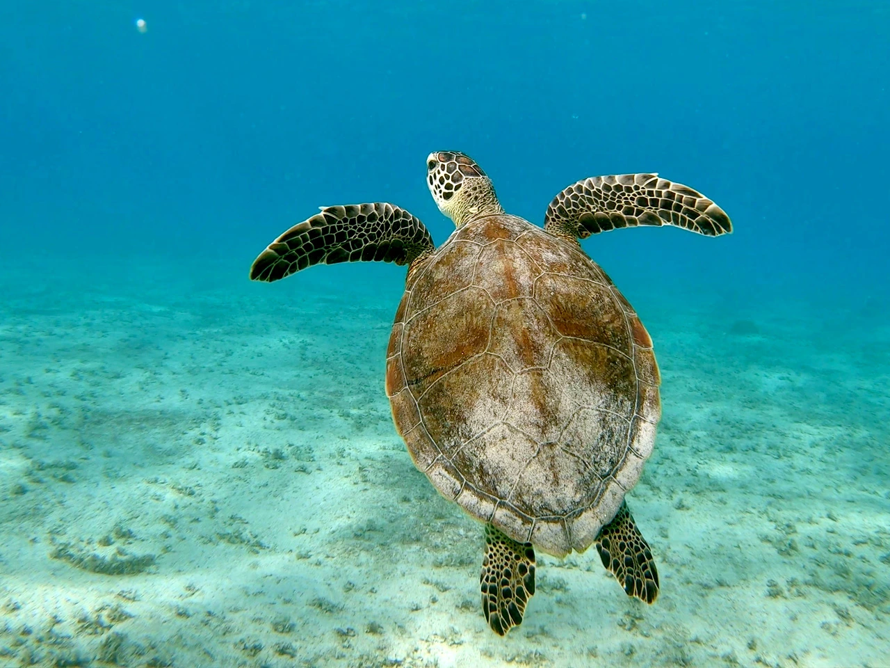 Schildkröte im Wasser