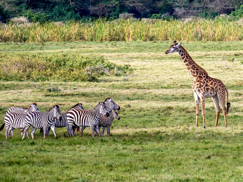 Zebras und Giraffe im Arusha Nationalpark