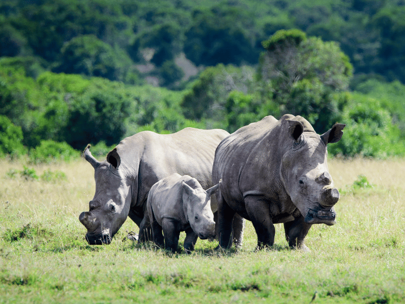Nashörner in Kenia auf Safari