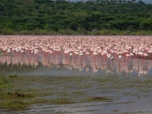 Flamingos am Lake Baringo Kenia