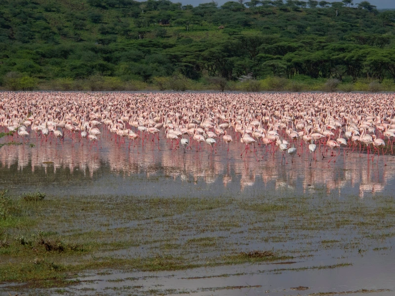 Flamingos am Lake Baringo Kenia