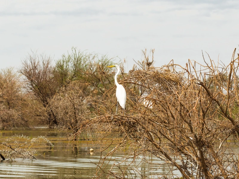 Lake Baringo Reiher Kenia
