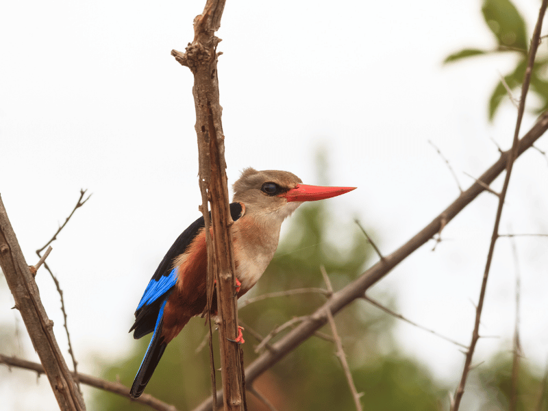 Kingfisher im Meru Nationalpark Kenia