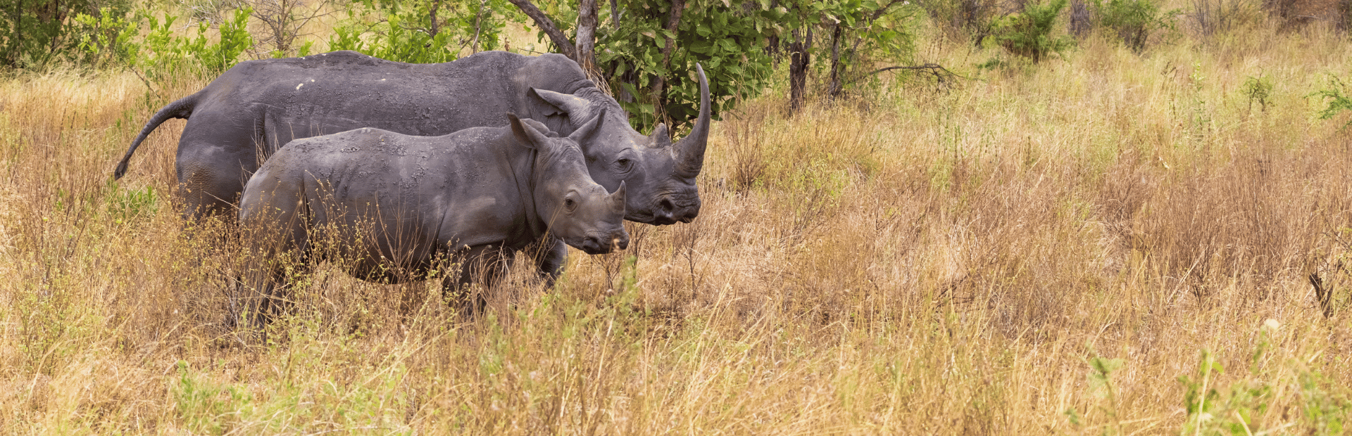 Nashörner im Meru Nationalpark in Kenia