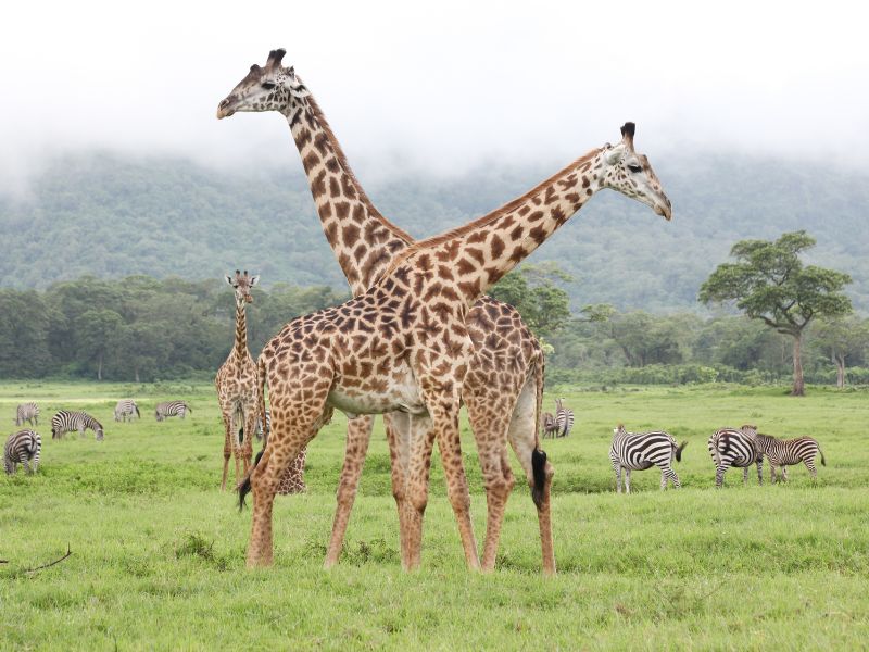 Giraffen in Kenia