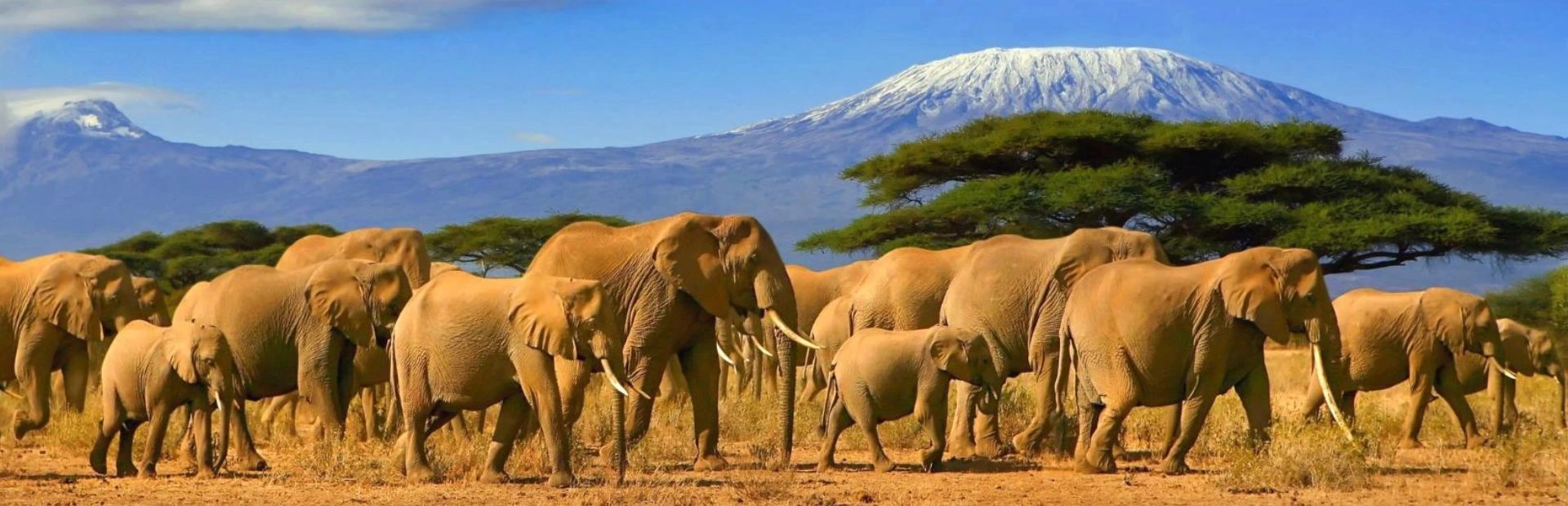Elefantenherde am Kilimanjaro