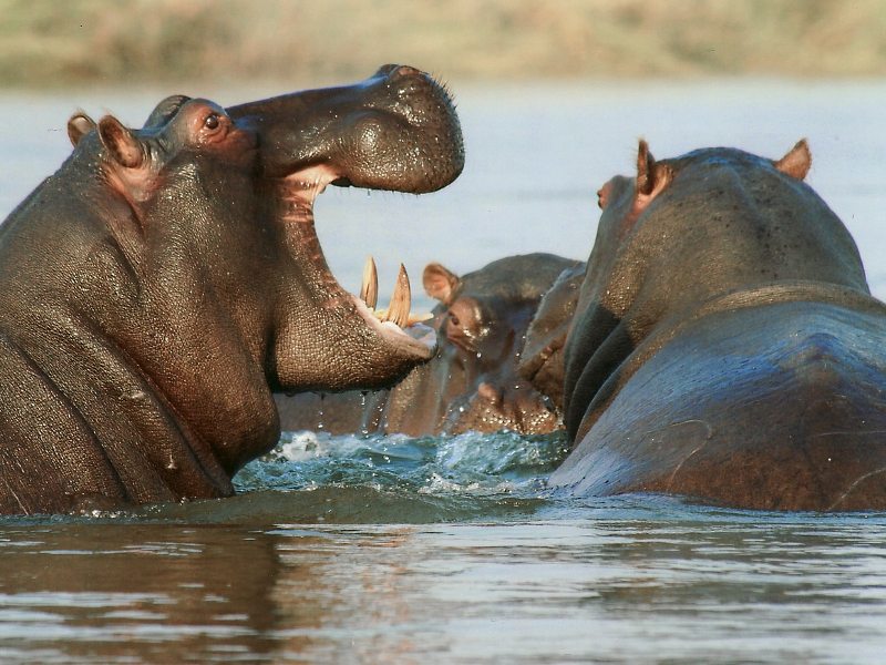 Nilpferd im Fluss, Kenia
