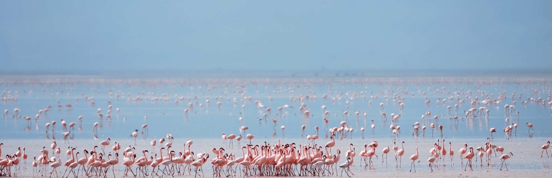Lake Manyara Flamingos Tansania