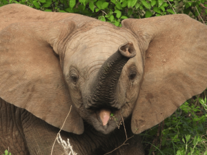 Tansania Serengeti Elefantenbaby