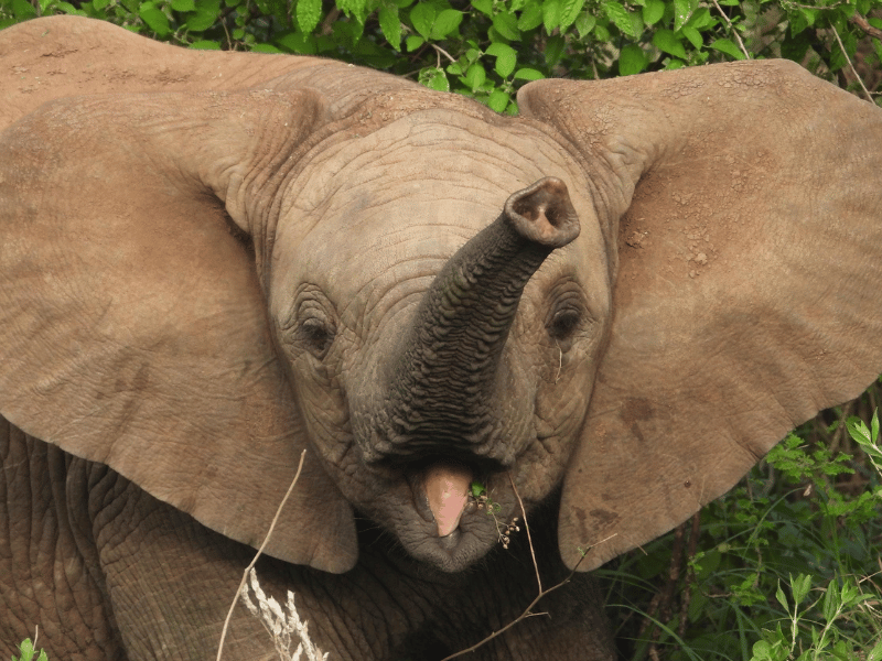 Tansania Serengeti Elefantenbaby