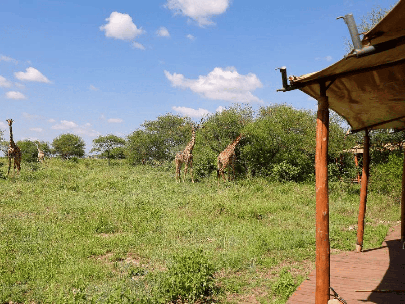 Tansania Serengeti Seronera freundlicher Besuch