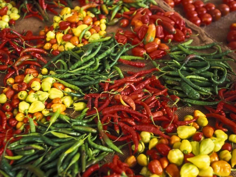 Scharf Chillies in Stone Town, Sansibar Tansania