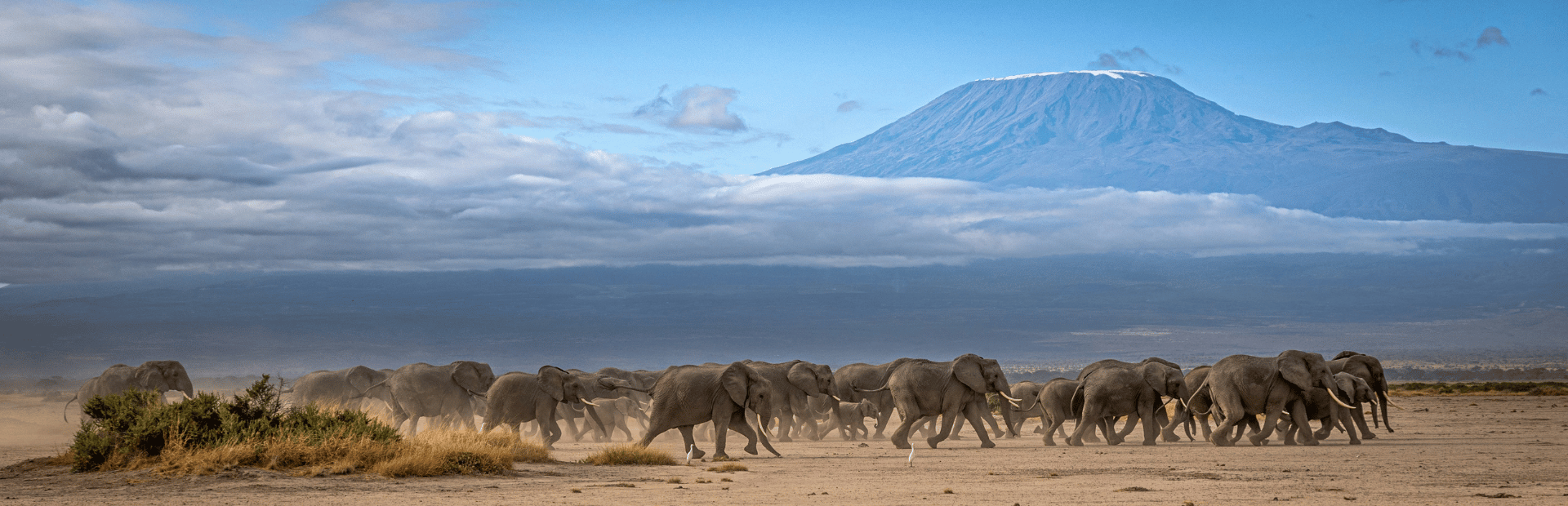 Elefantenherde im Amboseli Nationalpark, Kenia