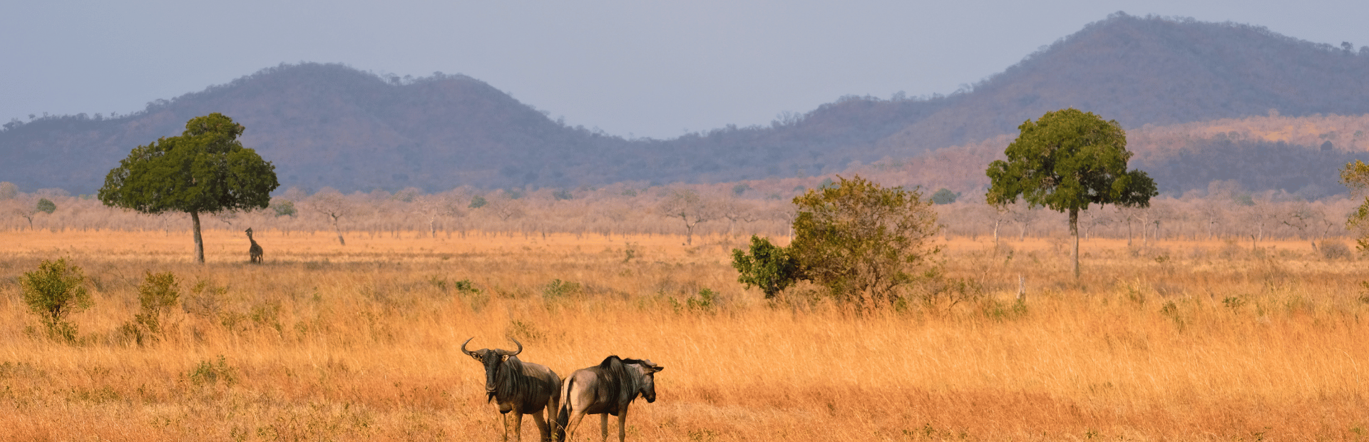 Mikumi Nationalpark Tansania