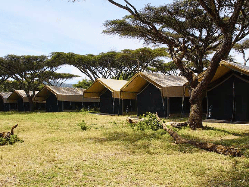 Ngorongoro Krater Tented Camp Budget Tansania