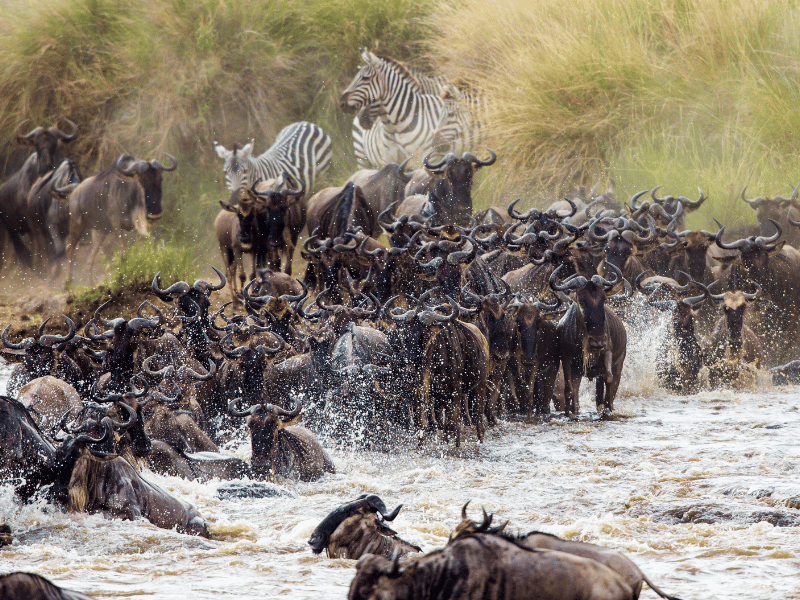 Zebras und Gnus ĂĽberqueren den Mara River in Tansania
