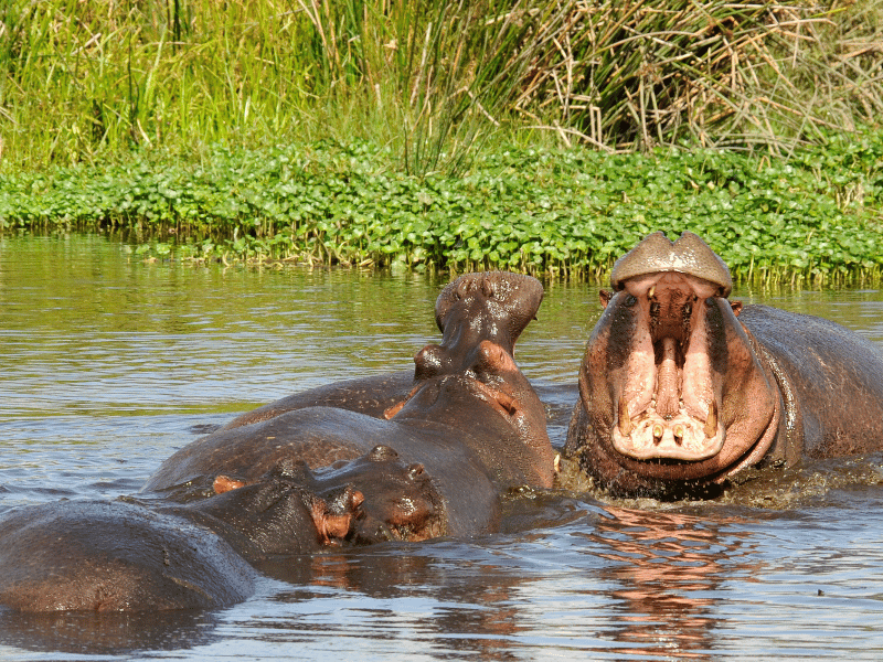 Nilpferde im Mara River in Tansania