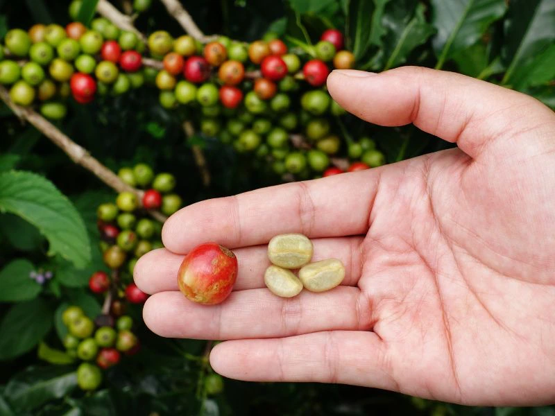 Hand, die frische Kaffeebohnen in Salento, Kolumbien