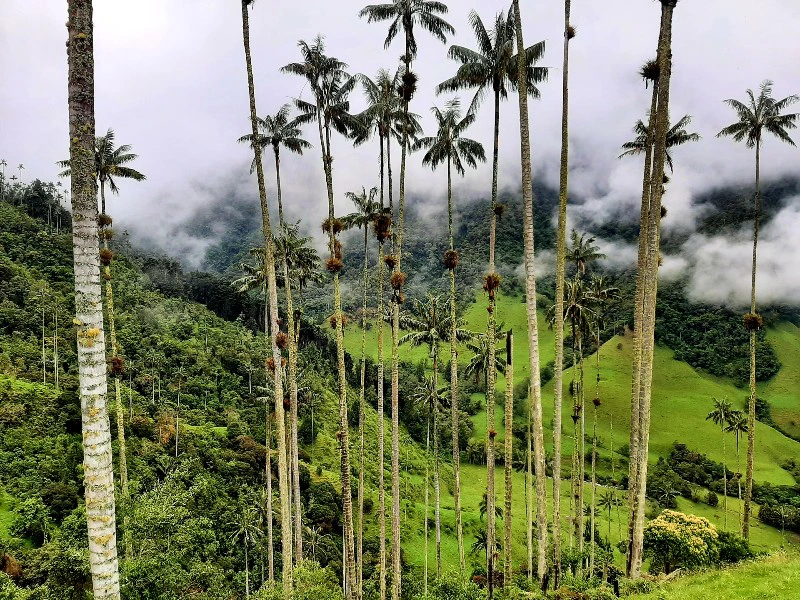Palemn in den Bergen von Salento in Kolumbien