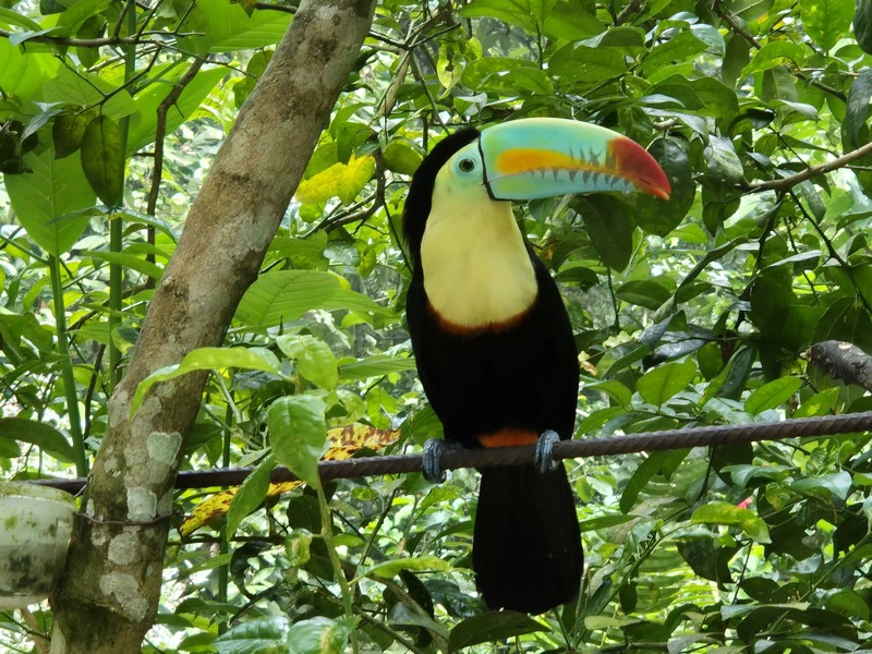 Tukan in Minca in Kolumbien