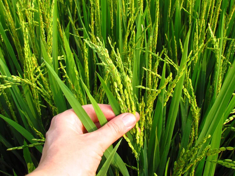 Reisender hält japanische Reispflanze in der Hand