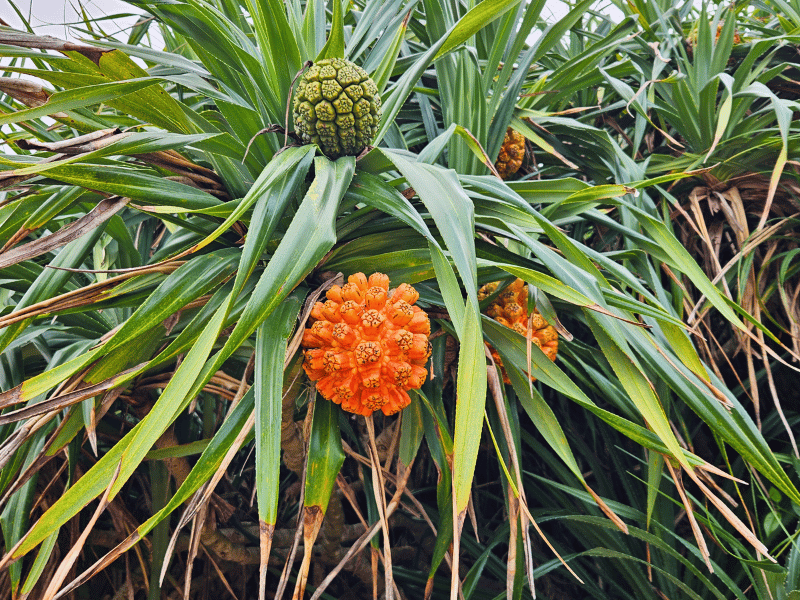 Lokale Frucht auf Okinawa