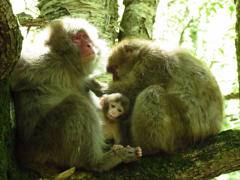 Kamikochi Affen in den Bäumen im Sommer
