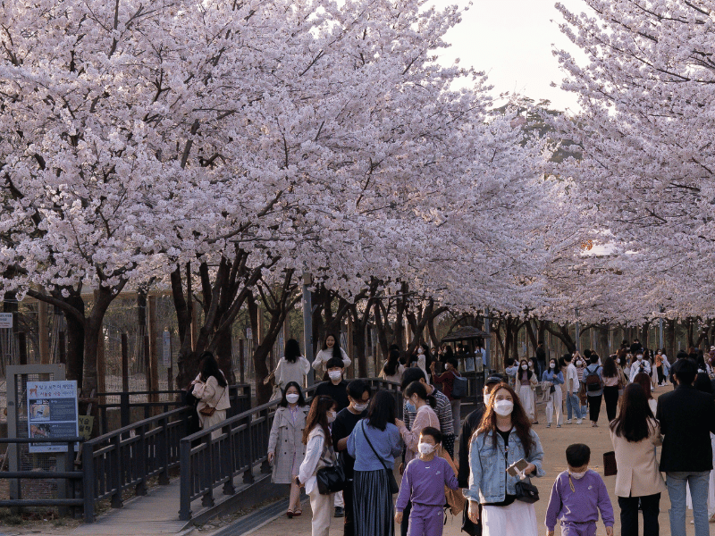 Kirschblütenfest in Hanami