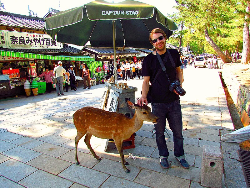 Reisender streichelt Reh in Nara in Japan