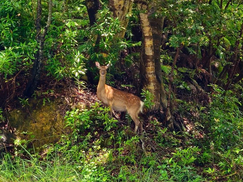 Rehe auf Shikoku in Japan