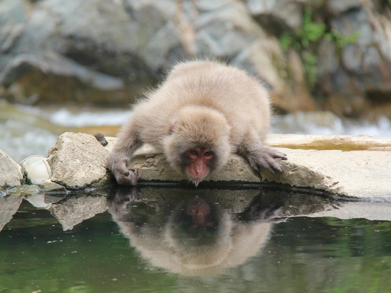 Schneeaffe heruntergebeugt zum Trinken