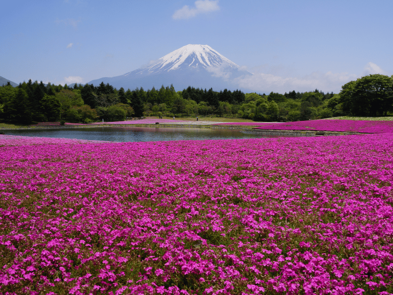 Shibazakura-Festival in Japan
