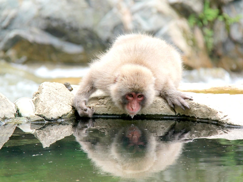 Affe trinkt am Onsen