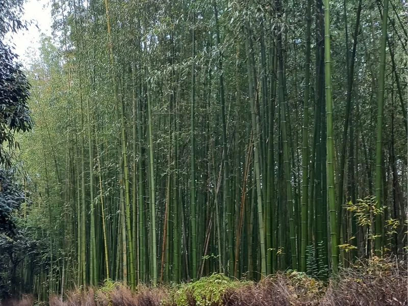 Bambuswald in Kyoto