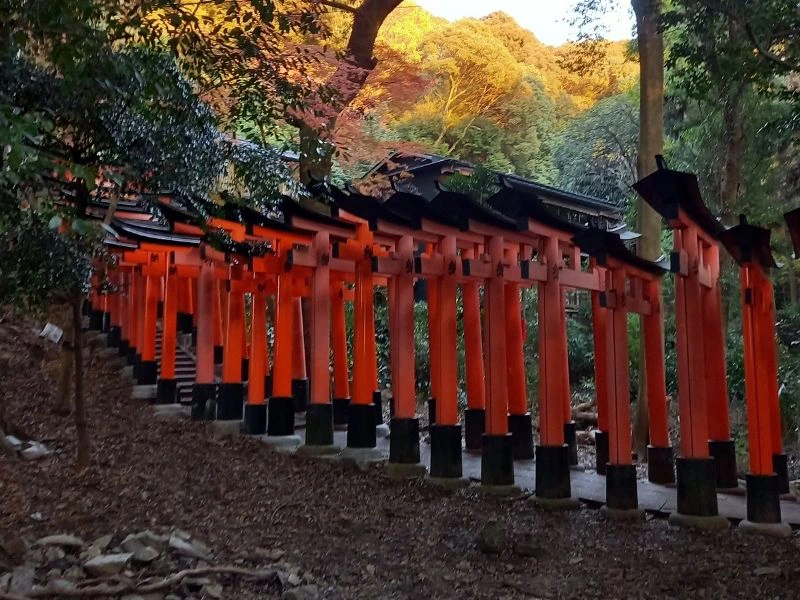 die berühmten roten Torii-Tore in Kyoto