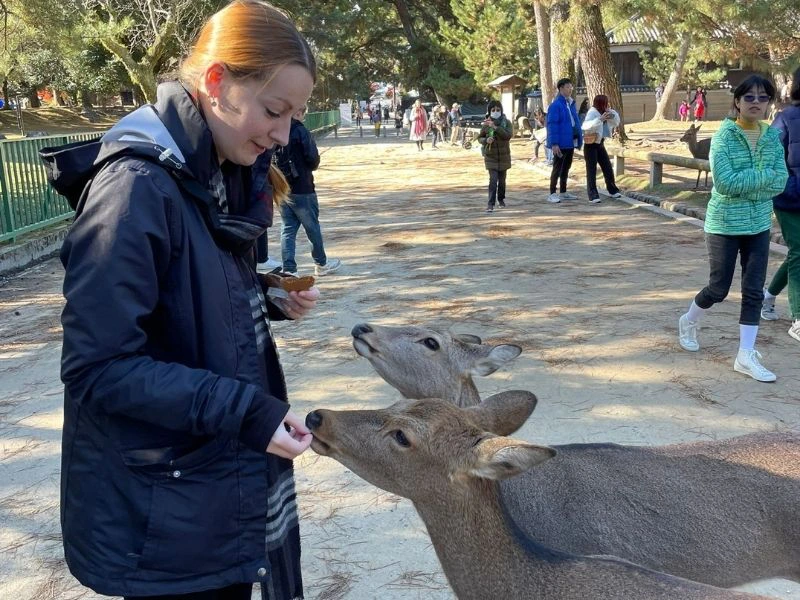 Frau füttert freilebende Hirsche in Nara
