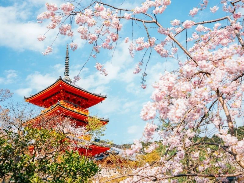 Kirschenblüten in Tokio mit Tempel im Hintergrund
